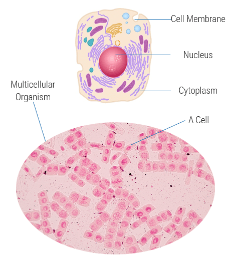 There are two images: in the lower part of the graphic shows a multicellular organism, and has text pointing to a single cell. At the top, there is a zoomed in image of that single cell, with its component parts labelled: Cell Membrane, Nucleus, and Cytoplasm.